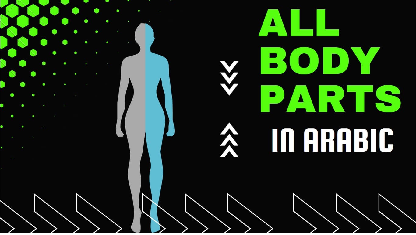 Body parts in Arabic