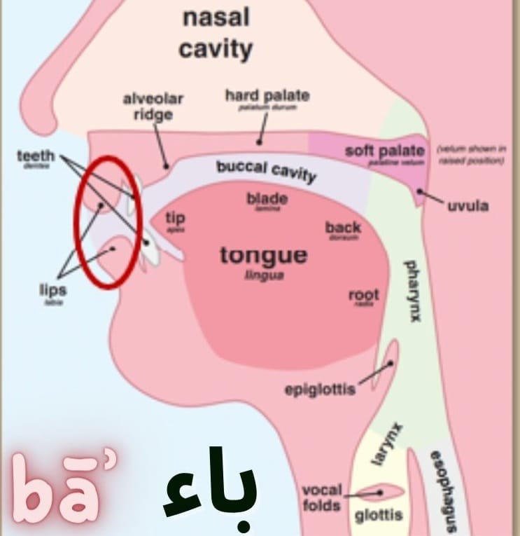How to pronounce the letter bāʾ (ب)?