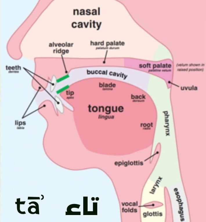 How to pronounce the letter tāʾ (ت)?
