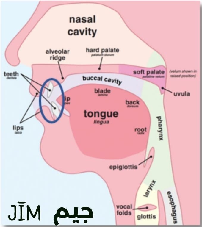 How to pronounce the letter jīm (ج)?