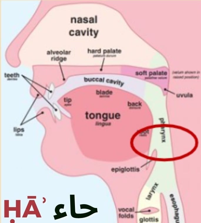 How to pronounce the letter ḥāʾ (ح)?