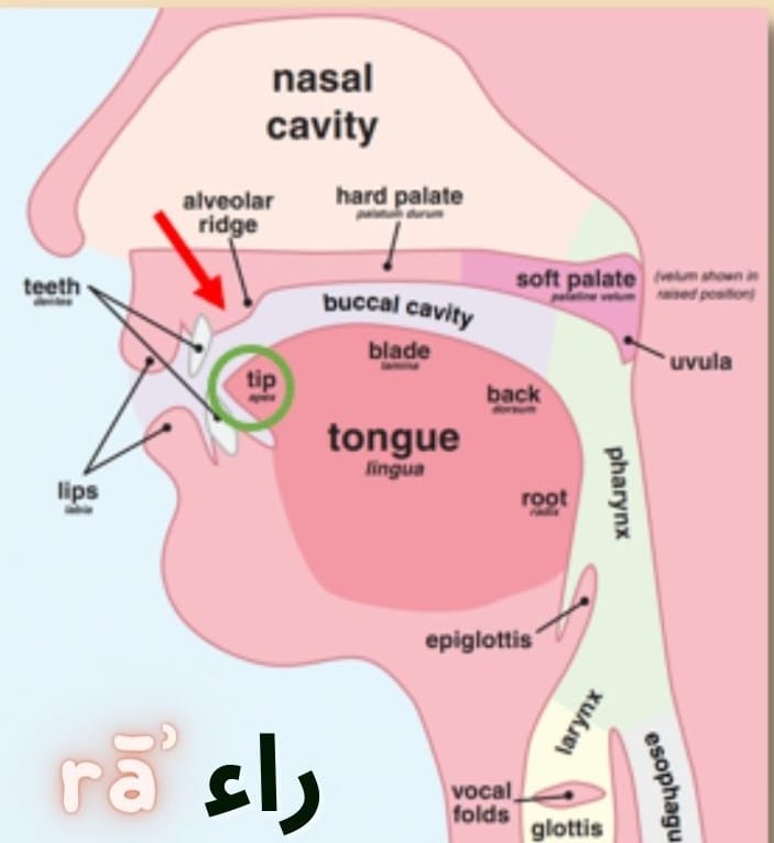 How to pronounce the letter Rāʾ (ر)?