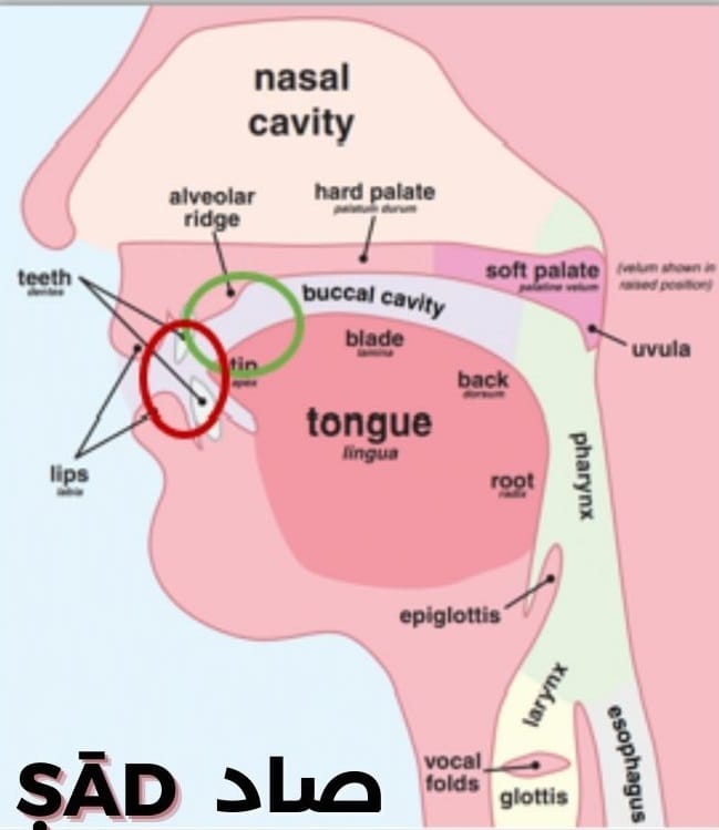 How to pronounce the letter ṣād (ص)?