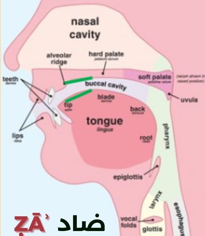 How to pronounce the letter ḍād (ض)?
