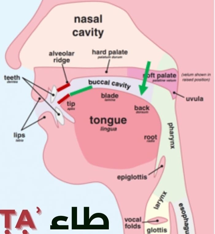 How to pronounce the letter ṭāʾa (ط)?
