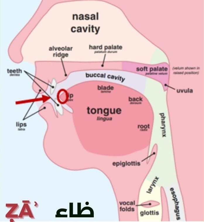 How to pronounce the Arabic letter ẓāʾ (ظ)?