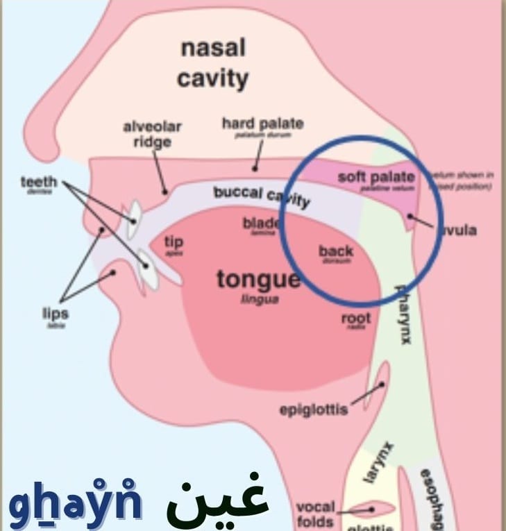 How to pronounce the letter gẖayin (غ)?