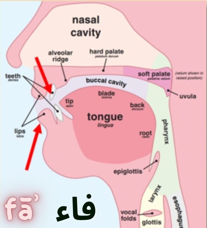How to pronounce the letter fāʾ (ف)?