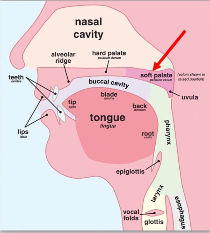 How to pronounce the letter qāf (ق)?