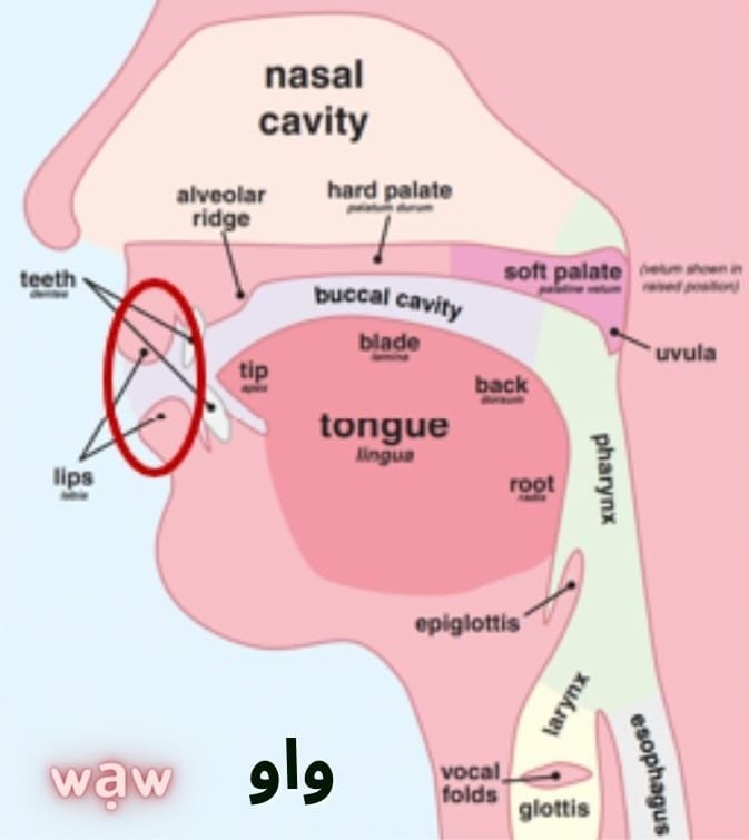 How to write and pronounce the Arabic letter wạw (و) 