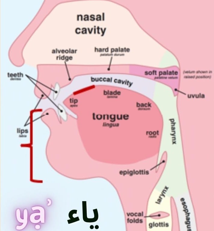 how to pronounce and write the Arabic letter ي (yāʾ)