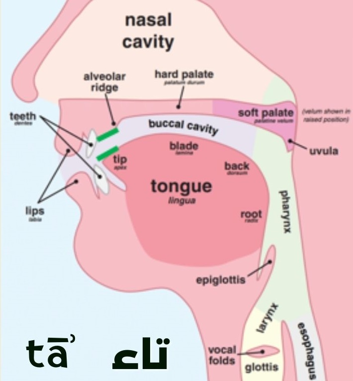 How to pronounce the Arabic letter tāʾ (ت)? - Arabic Alphabet Academy