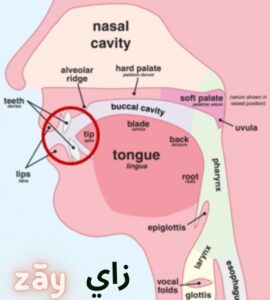 Engels Uitspraakwoordenboek HowToPronouncecom